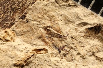 Media type: image;   Entomology PALE-12496